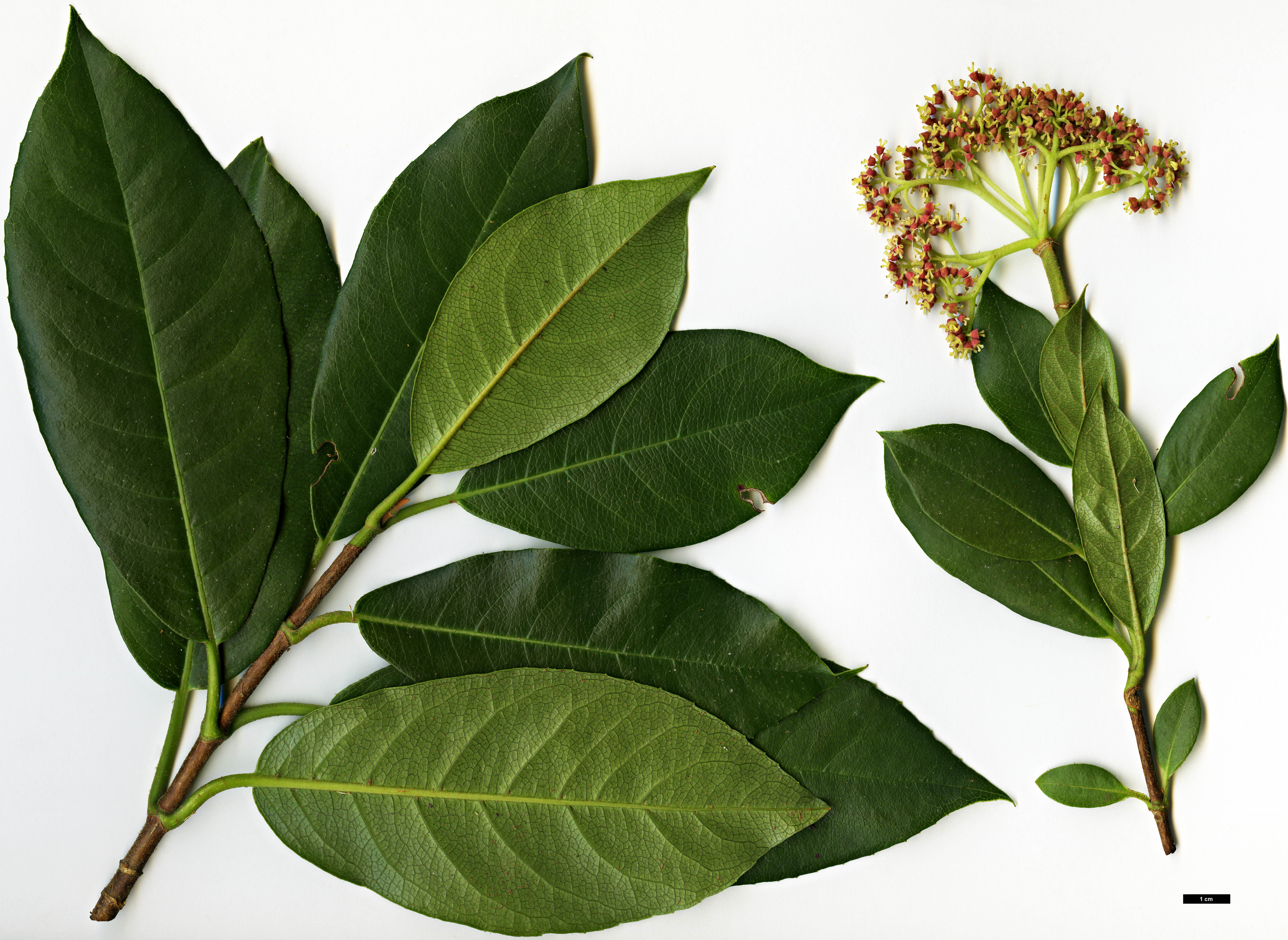High resolution image: Family: Hydrangeaceae - Genus: Hydrangea - Taxon: peruviana × H.serratifolia